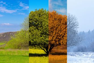 Collage,Of,Images,Of,A,Tree,Seen,In,The,Four