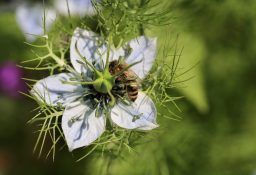 virgin-in-the-green-7252281